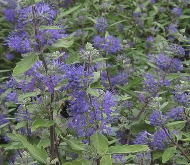 Caryopteris x clandonensis Longwood Blue