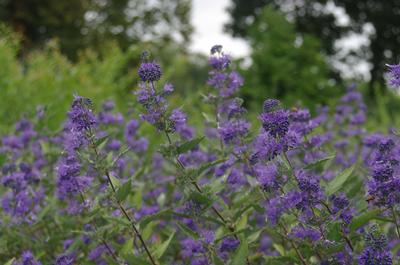 Caryopteris x clandonensis 'Longwood Blue'