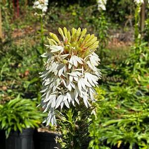 Lobelia cardinalis f. albiflora White Cardinal