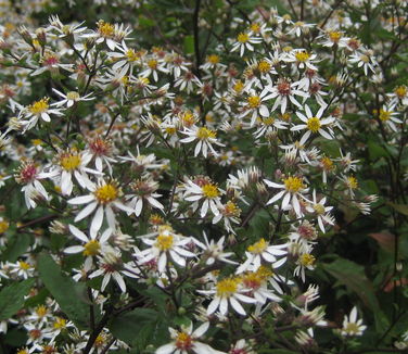 Aster divaricatus Eastern Star - White Wood Aster 