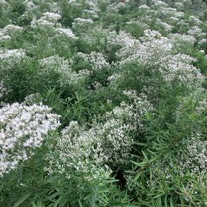 Eupatorium hyssopifolium 