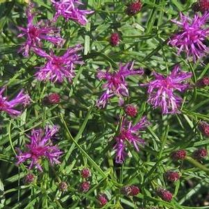 Vernonia lettermannii Iron Butterfly