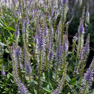 Veronicastrum virginicum Cupid