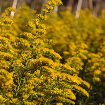 Solidago shortii Solar Cascade