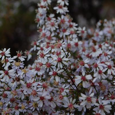 Aster cordifolius Avondale