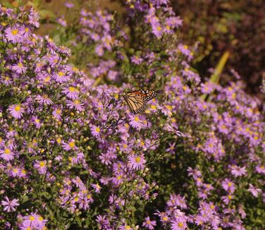 Aster laevis 'Bluebird' 