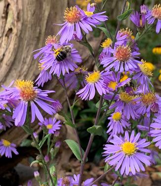 Aster laevis Bluebird