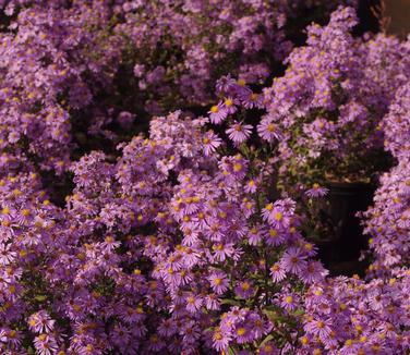 Aster laevis Bluebird