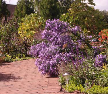 Aster laevis Bluebird - Smooth Aster 