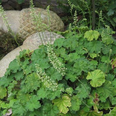 Heuchera villosa Autumn Bride