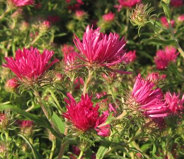 Aster novae-angliae Alma Potschke - New England Aster