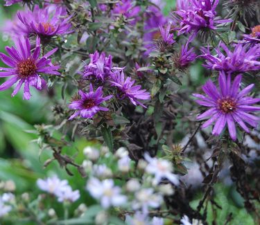 Aster novae-angliae 'Purple Dome' 