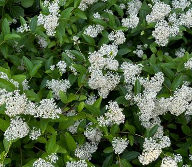 Ceanothus americanus - New Jersey Tea from Pleasant Run Nursery