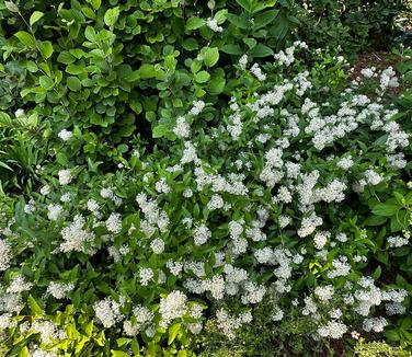 Ceanothus americanus - New Jersey Tea from Pleasant Run Nursery