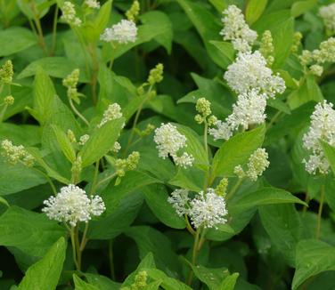 Ceanothus americanus