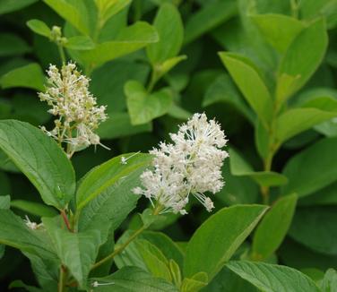 Ceanothus americanus