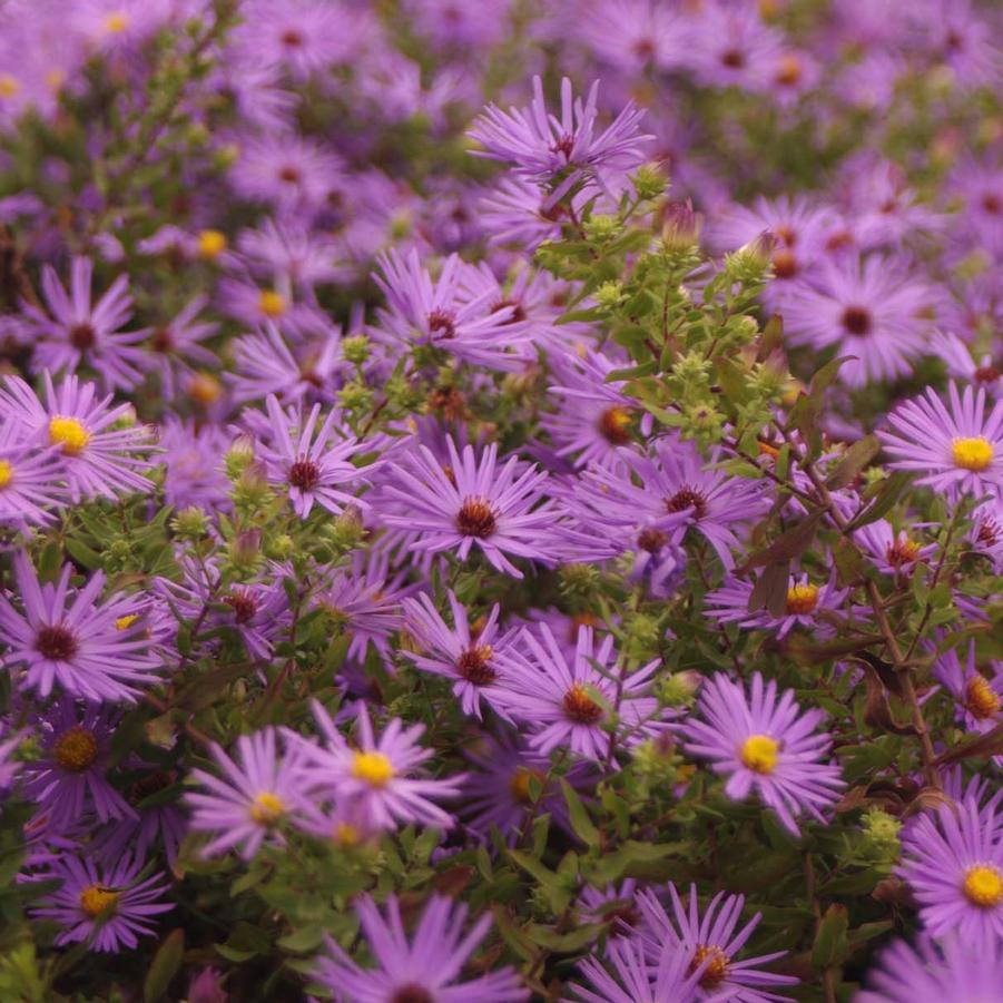 Aster oblongifolius 'Raydon's Favorite' 