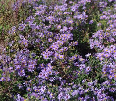 Aster oblongifolius Raydon's Favorite (Chanticleer)