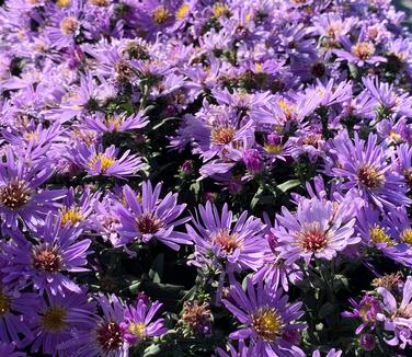 Aster 'Wood's Light Blue' - Fall Aster from Pleasant Run Nursery