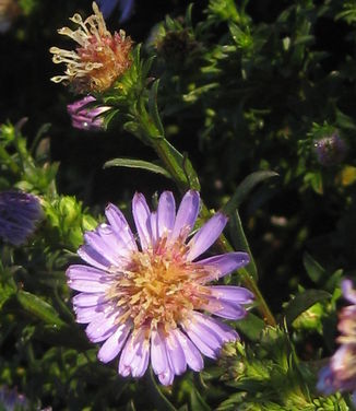 Aster Wood's Light Blue