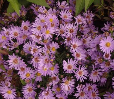 Aster Wood's Light Blue