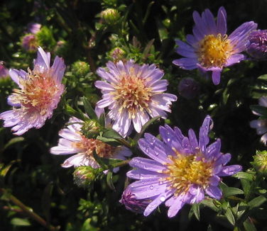 Aster Wood's Light Blue