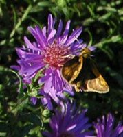 Aster 'Wood's Purple' 