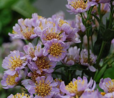 Aster tataricus 'Jin-dai' 