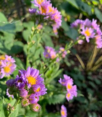 Aster tataricus 'Jin-dai' 