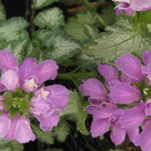 Lamium maculatum Orchid Frost