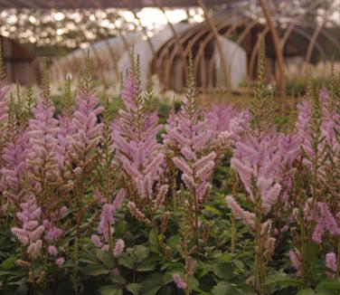 Astilbe chinensis Pumila