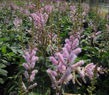 Astilbe chinensis Pumila - Dwarf Chinese Astilbe