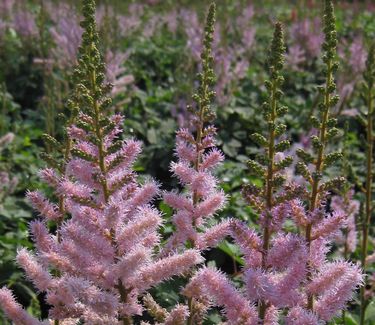 Astilbe chinensis Pumila - Dwarf Chinese Astilbe