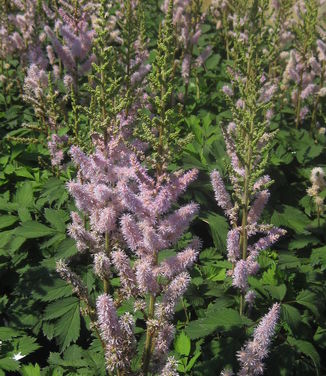 Astilbe chinensis Pumila - Dwarf Chinese Astilbe