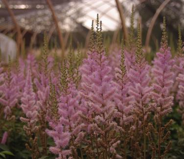 Astilbe chinensis 'Pumila'