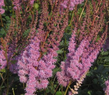 Astilbe chinensis var. taquetii 'Purple Candles' 