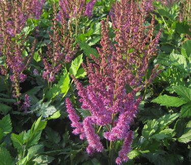 Astilbe chinensis 'Visions' 