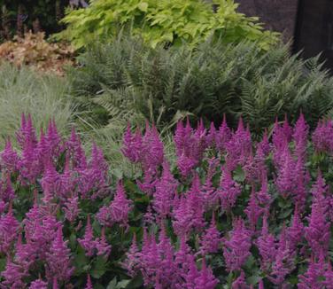 Astilbe chinensis Visions (A Scott Arb)