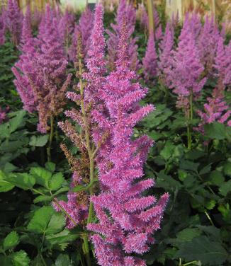 Astilbe chinensis 'Visions' - Chinese Astilbe