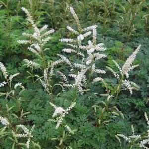 Aruncus aesthusifolius 