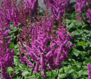 Astilbe chinensis Visions