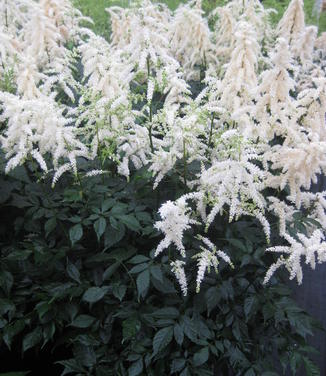 Astilbe x arendsii Deutschland - Hybrid Astilbe