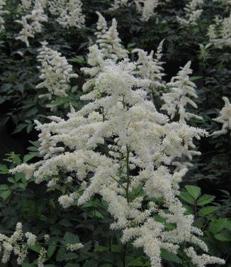 Astilbe x arendsii Deutschland