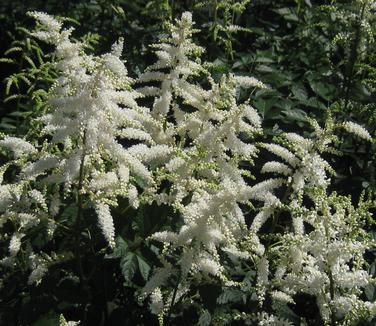 Astilbe x arendsii Deutschland