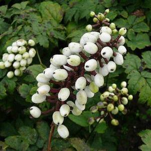 Actaea pachypoda 