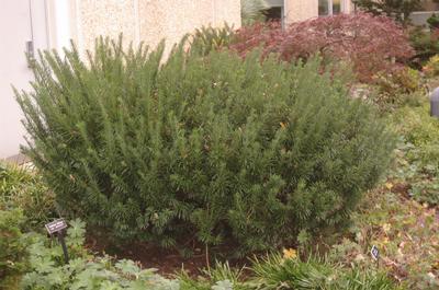 Cephalotaxus harringtonia 'Duke Gardens' @ The Scott Arboretum