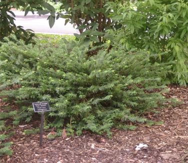 Cephalotaxus harringtonia Duke Gardens (@ Scott Arb)