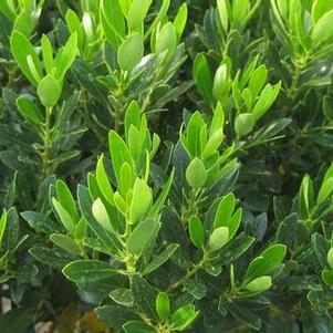 Ilex glabra Shamrock