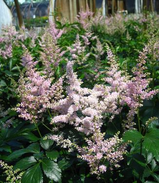 Astilbe x arendsii Peach Blossom