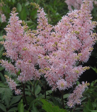 Astilbe x arendsii Peach Blossom